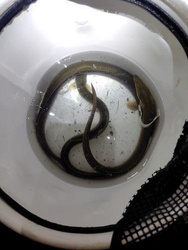ニホンウナギの釣果