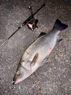 ヒラスズキの釣果