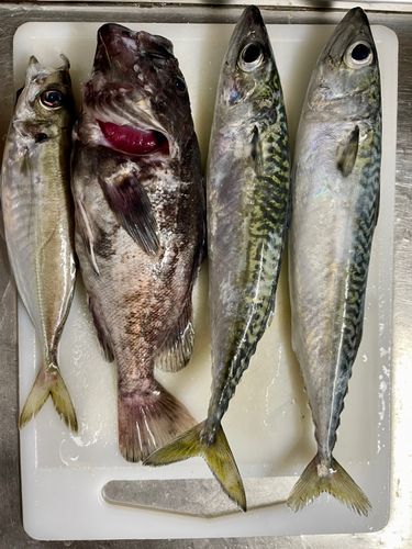 サバの釣果