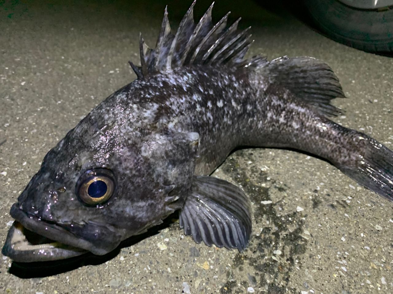 Megabass 20礁楽 SL-82MLSの最安値・インプレ・釣果 | 本音の口コミが