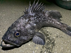 クロソイの釣果