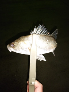 セイゴ（マルスズキ）の釣果
