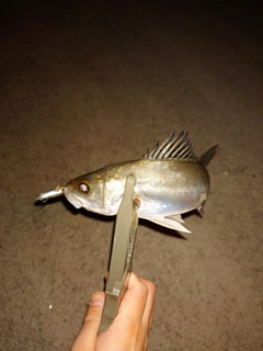 セイゴ（マルスズキ）の釣果