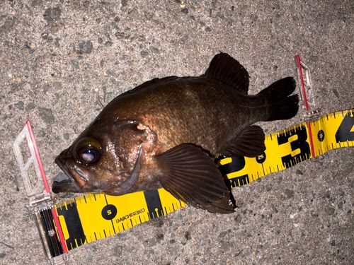 メバルの釣果