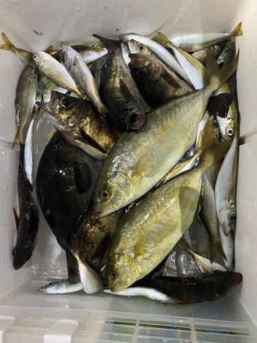 シオの釣果