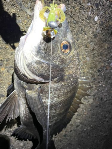 チヌの釣果