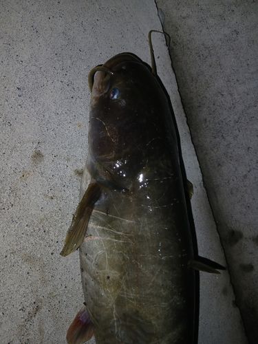 ナマズの釣果