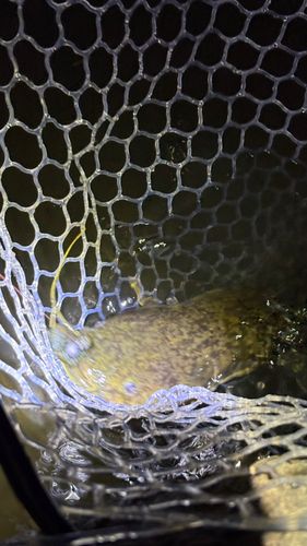 ナマズの釣果