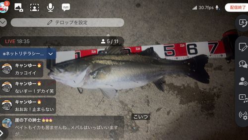 シーバスの釣果