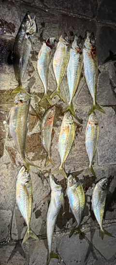 アジの釣果