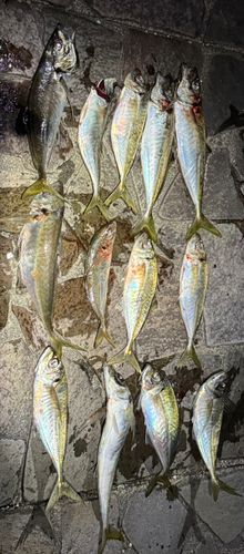 アジの釣果