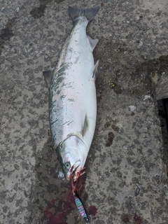 サクラマスの釣果