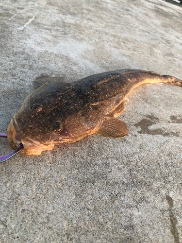 マゴチの釣果