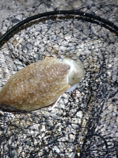 コウイカの釣果