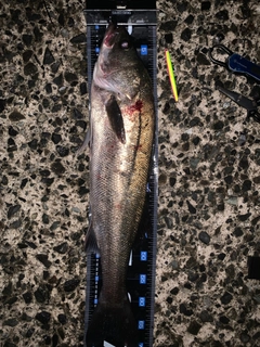 マルスズキの釣果