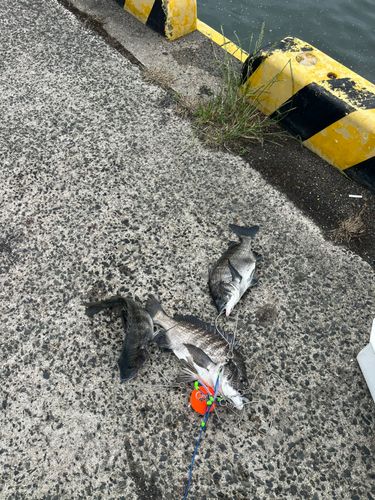 チヌの釣果