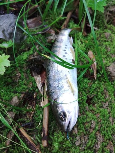 ヤマメの釣果