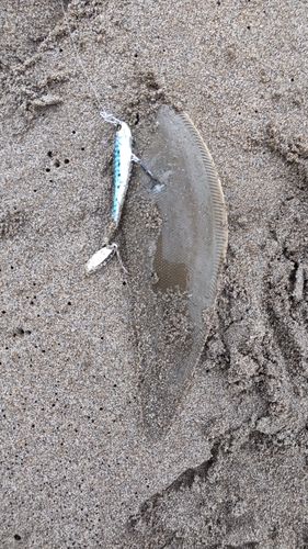シタビラメの釣果