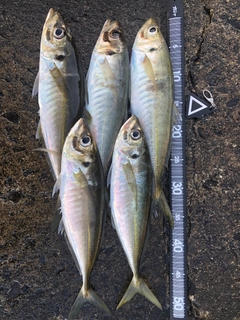 アジの釣果