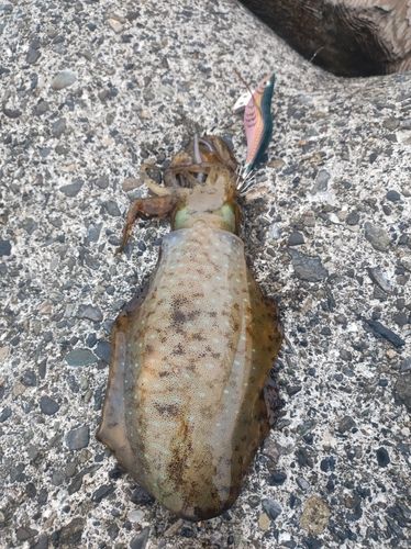 アオリイカの釣果
