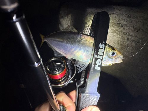 マアジの釣果