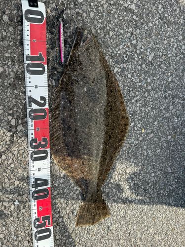 ヒラメの釣果