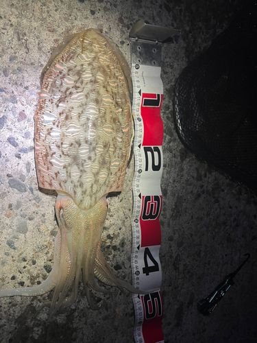 モンゴウイカの釣果
