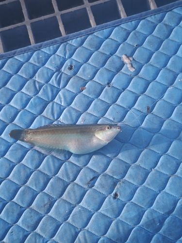 キュウセンの釣果