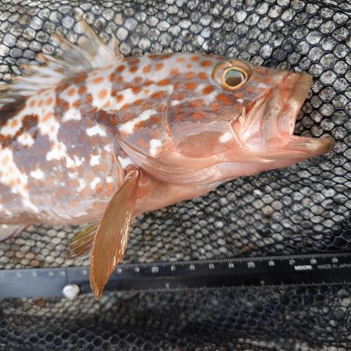 キジハタの釣果