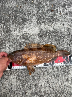 キジハタの釣果
