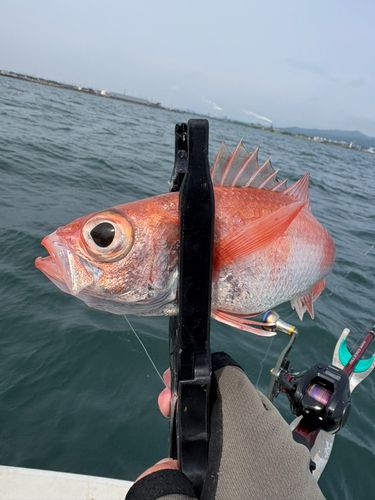 アカムツの釣果