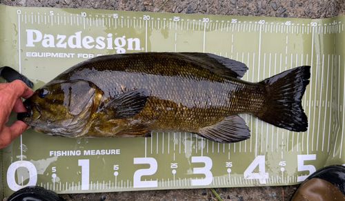 スモールマウスバスの釣果