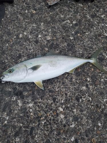 イナダの釣果