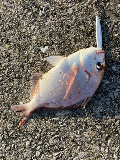 タイの釣果
