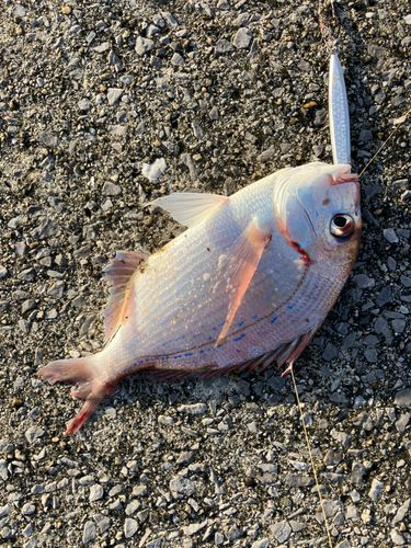 タイの釣果