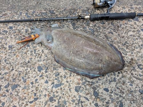 モンゴウイカの釣果