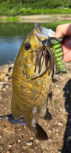 スモールマウスバスの釣果