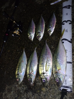 アジの釣果