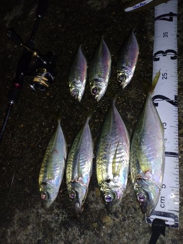 アジの釣果