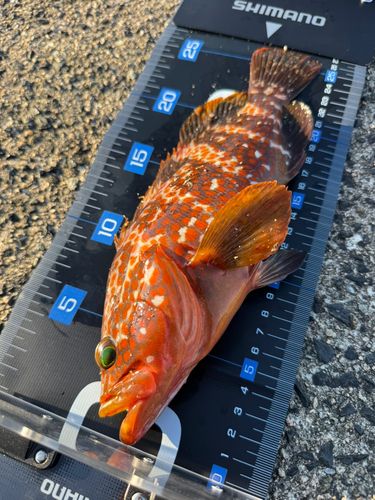 キジハタの釣果