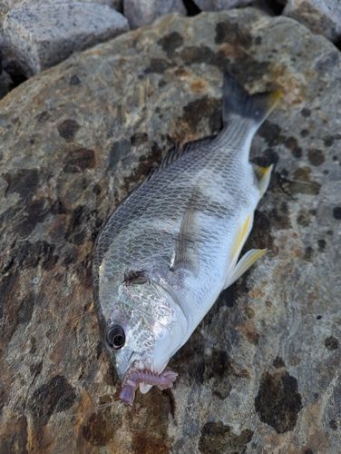 キビレの釣果
