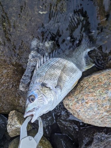キビレの釣果
