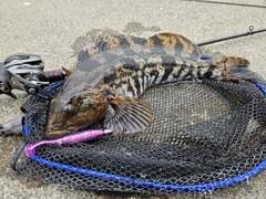 アイナメの釣果