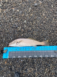 オオニベの釣果