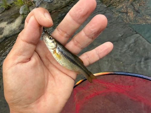 アブラハヤの釣果