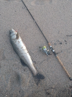 スズキの釣果