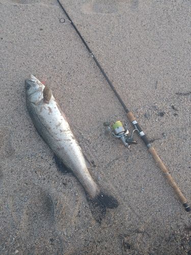 スズキの釣果