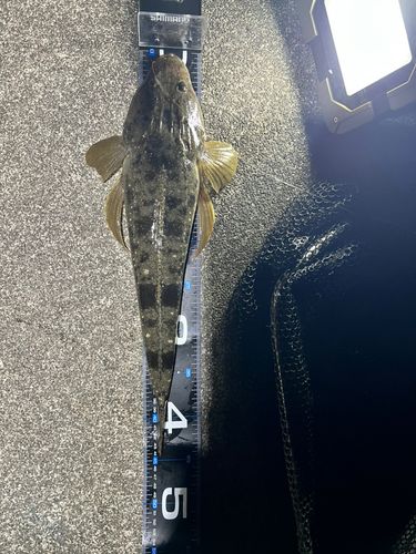 マゴチの釣果