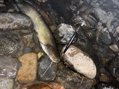 ナマズの釣果