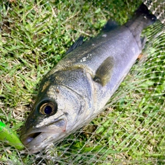 フッコ（マルスズキ）の釣果